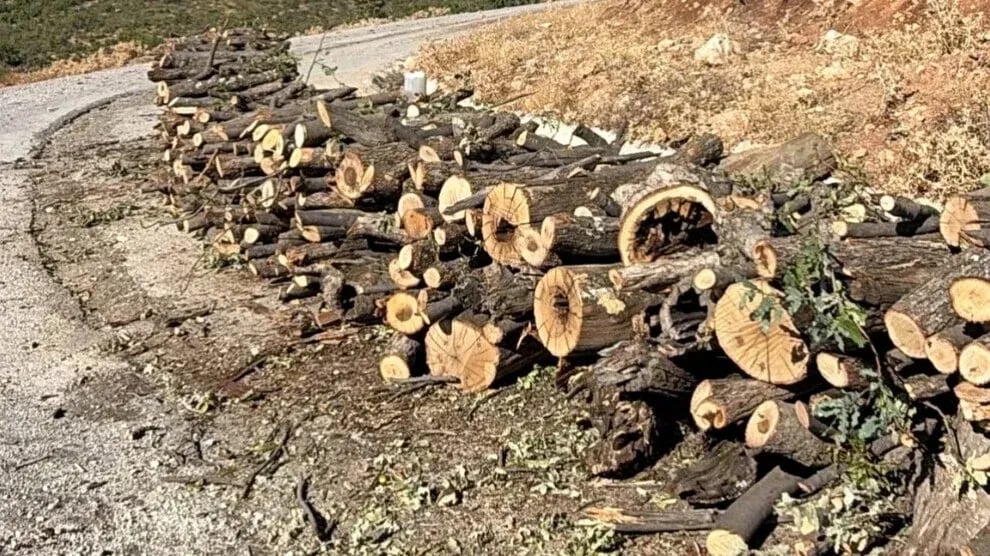 Besta de hetê qoricîyan ra qirkerdişê daran