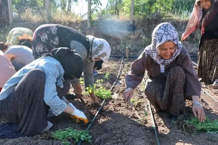 Rayîrê aştîya birûmet û demokrasîya komunal 