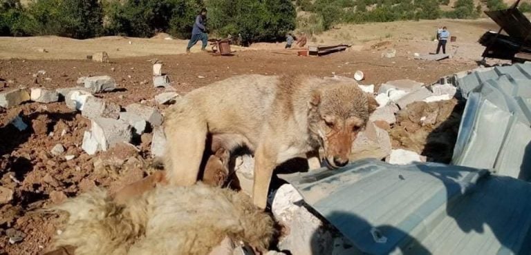 Balafirên şer ên tirk projeya sewalkariyê hedef girt