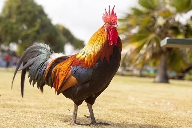 Dîkê Xalê Elî