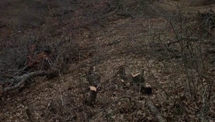 Li Şirnexê bi dehhezaran dar birîn