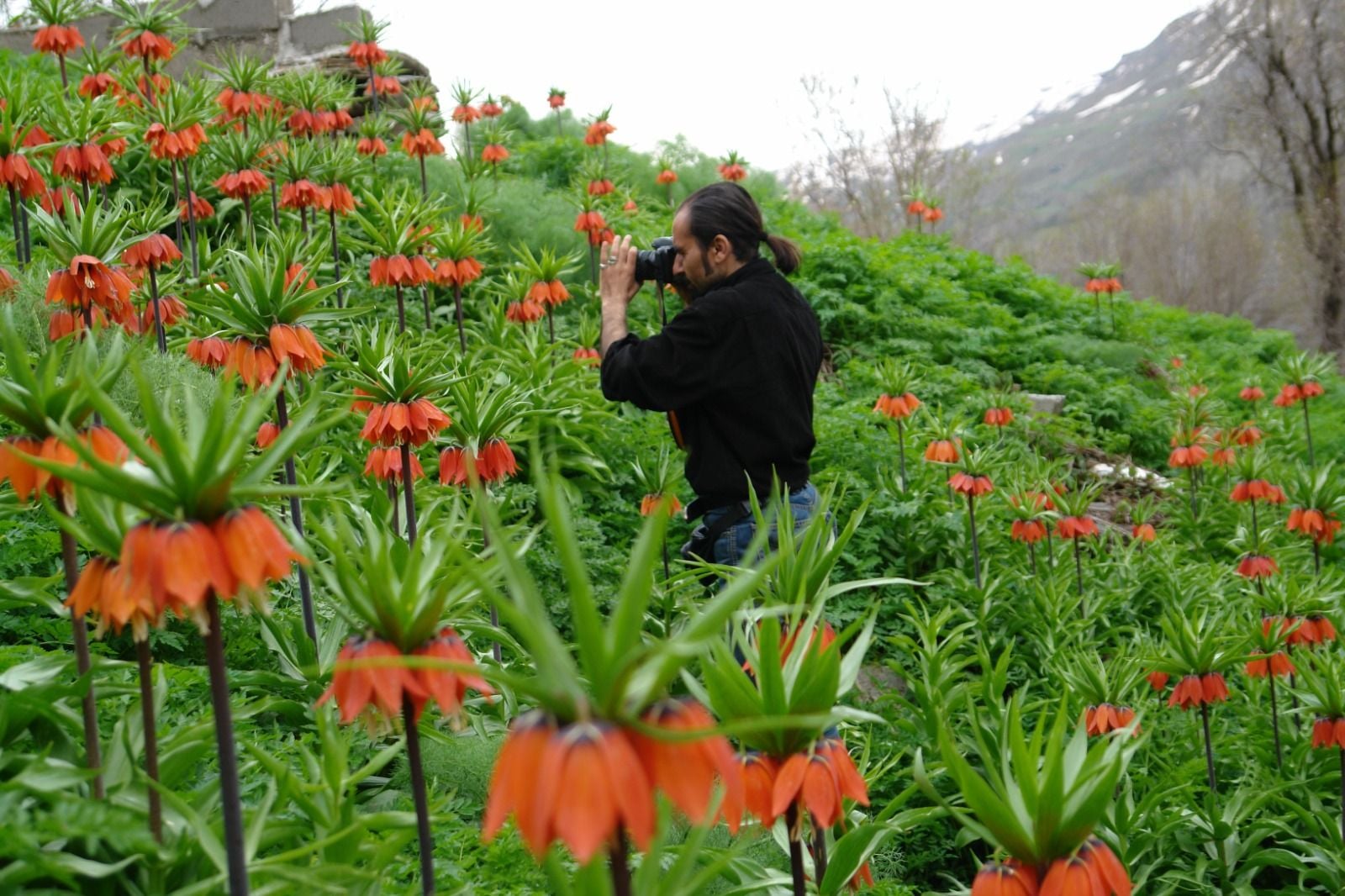 Kurdistan Herbaryûma rîwekan e