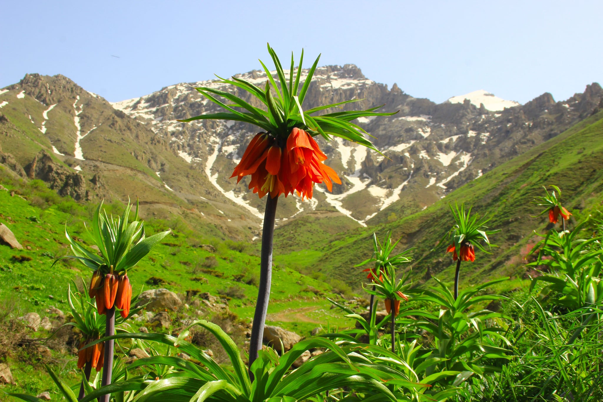 Kurdyantalîzm!