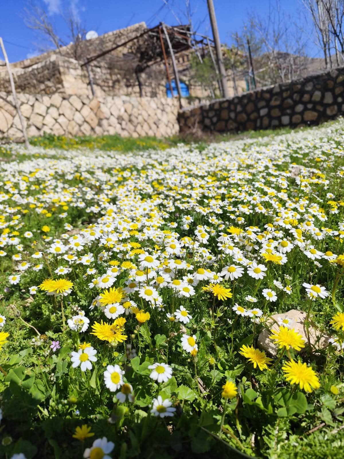 Rewşa mirov
