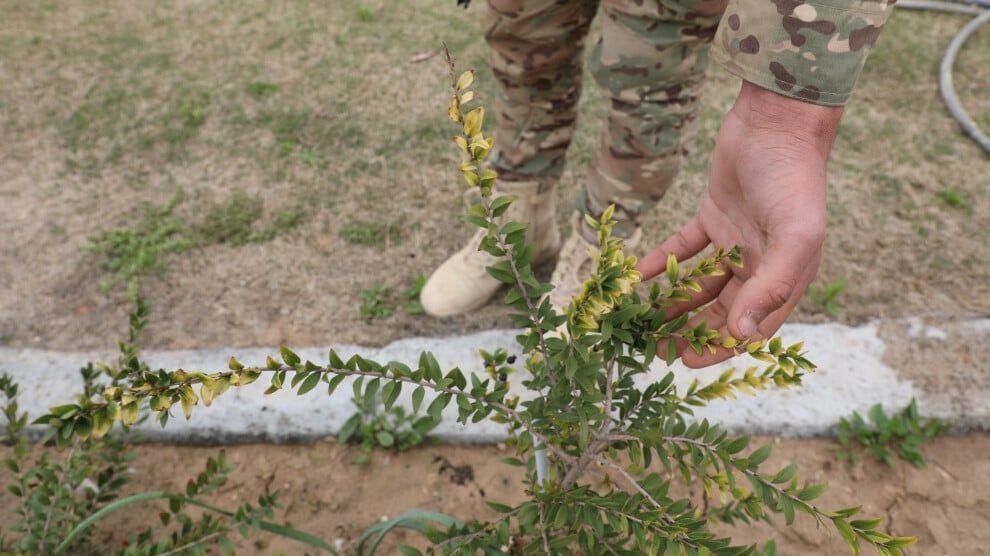 Şervanên YBŞê bi çandina daran rojbûna Abdullah Ocalan pîroz kirin