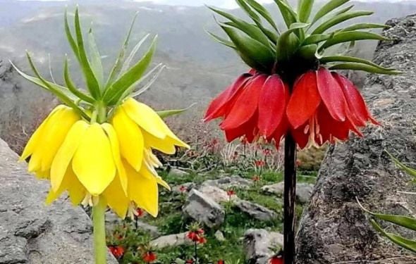 Li baxçeyê kurdî kulîlkekê biçîne bila geş be