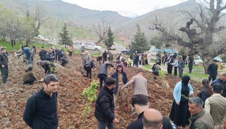 Bi boneya 4ê Nîsanê li Pakrewangeha Qendîlê 77 şitil hatin çandin